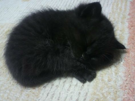 Baby Black Cat, Fluffy Black Cat, Black Cat Aesthetic, Rose Music, Newborn Kittens, Black Kitten, Cute Black Cats, Pretty Animals, Baby Kittens