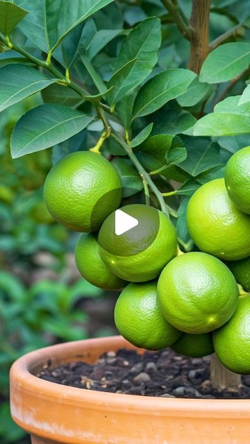 Persian Lime Tree, Grow Lemon Tree, Lemon Tree Potted, Grow Lemon, Growing Lemon Trees, How To Grow Lemon, Lime Tree, African Head Wraps, Lemon Tree