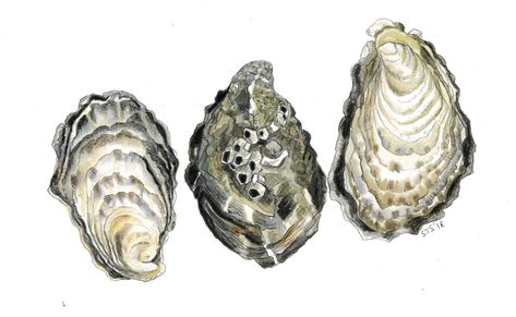 Watercolour Oyster, Painting Techniques Art, Art Coursework, Watercolor Study, Oyster Art, Shell Drawing, Shell Tattoos, Art For Kitchen, Food Wall Art