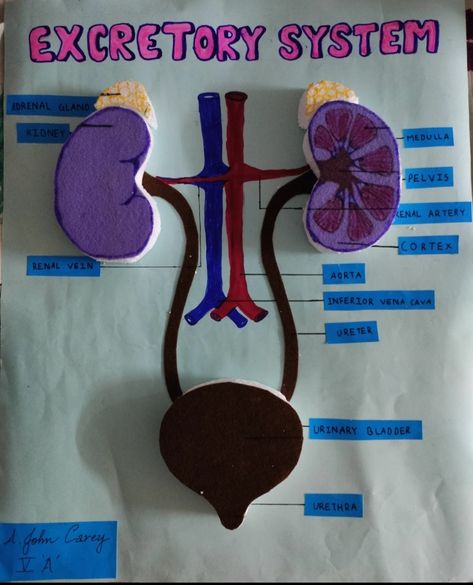 Excretory System Projects, Excretory System Model, Welcome Chart For School, Human Body Science Projects, Excretory System, Human Body Science, Human Digestive System, Biology Projects, Cell Model