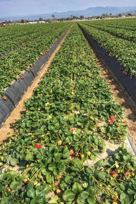 California strawberry fields Strawberry Project, Strawberry Bbq Sauce, Watsonville California, Veranda Cafe, Strawberry Popsicles, Strawberry Dishes, Strawberry Cake Easy, Ventura Beach, Pjo Dr