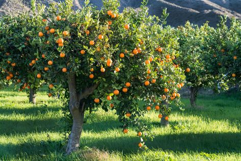 Orange trees have one trunk and a rounded crown. Fast Growing Shade Trees, Growing Citrus, Thuja Green Giant, Florida Trees, Colorful Shrubs, Florida Plants, Tree Nursery, Fast Growing Trees, Citrus Trees