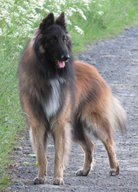 Belgian Dog Breeds, Belgian Groenendael, Best Farm Dogs, Belgian Dog, Cat Breeds List, Types Of Dogs Breeds, All Cat Breeds, Belgian Tervuren, Sealyham Terrier