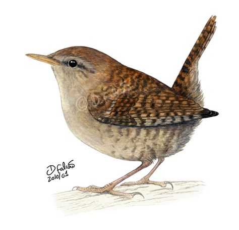 Wren Version 2 by Psamophis.deviantart.com on @DeviantArt House Wren Tattoo, Wren Bird Drawing, Wrens Birds, Wren Bird Tattoo, Wren Drawing Simple, Wren Illustration, Song Bird Tattoo, Wren Drawing, Wren Tattoo