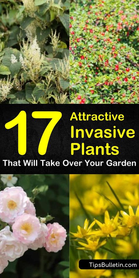 Find out how to get rid of invasive plant species from your gardens and yards. Our guide shows you the weeds to avoid and points out the perennials and vines that can take over your landscape. Make your flowers and plants in pots beautiful again with our help! #invasiveplants Wilding Garden, Michigan Wildflowers, Hillside Gardening, Beginners Landscaping, Start A Garden, Coastal Garden, Hosta Plants, Proceed With Caution, Garden Weeds