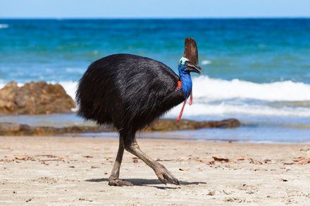 What Is a Cassowary? Cassowary Bird, River Turtle, Florida Fish, Petit Tattoo, Birds Of Australia, Saltwater Crocodile, Live Animals, Australian Birds, Nature Conservation