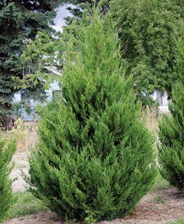 How to Grow & Care for Juniper Trees and Bushes | Garden Design Skyrocket Juniper, Eastern Red Cedar Tree, Red Cedar Tree, Juniper Shrub, Tree Garden Design, Eastern Red Cedar, Bush Garden, Blue Arrow, Juniper Tree