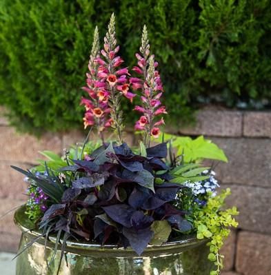 6 Sensational Container Recipes for Shade Container Shade Plants, Full Shade Container Ideas, Part Sun Part Shade Container Plants, Partial Shade Container Ideas, Best Shade Plants For Containers, Flower Pots Outdoor Plant Containers Color Combos, Shade Pots Ideas, Part Shade Container Ideas, Proven Winners Containers Recipes Shade