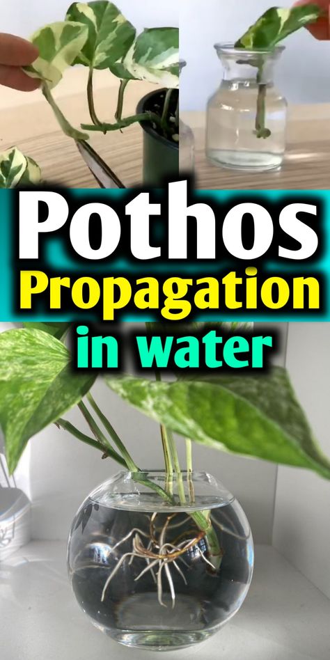 Pothos propagation in water How To Root Pothos In Water, Pathos Propagation Water, Propagating Ivy In Water, How To Propagate Golden Pothos, How To Propagate Pothos In Water, Pothos Water Propagation, Water Propagation Fertilizer, Pothos Cuttings In Water, Pothos In Water Vase