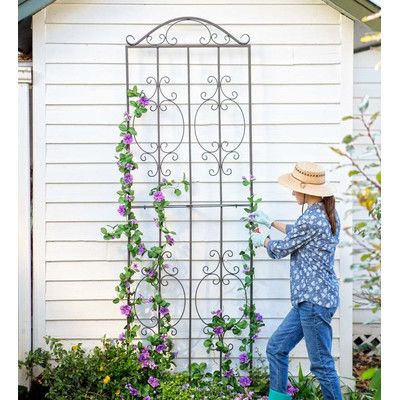 Garden Trellis Panels, Tall Trellis, Honeysuckle Vines, Wrought Iron Trellis, Tall Garden Trellis, Metal Garden Trellis, Grape Plant, Iron Trellis, Planter Trellis