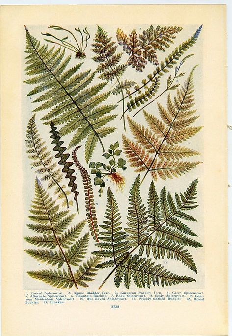 Fern Prints, Framed Flower Art, Botanical Illustration Vintage, Botanical Tattoo, Vintage Botanical Prints, Pressed Flower Art, Scientific Illustration, Plant Illustration, Botanical Drawings