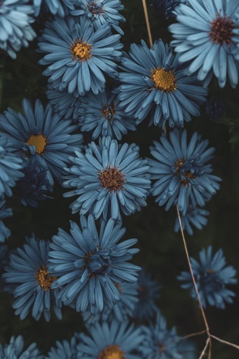 #mood #autumn Blue Autumn Wallpaper, Light Blue Fall Aesthetic, Navy Blue And Brown Aesthetic, Navy Blue Flowers Aesthetic, Dark Blue And Yellow Aesthetic, Fall Aesthetic Blue, Blue Autumn Aesthetic, Hello October Aesthetic, Blue Fall Aesthetic