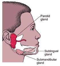 Parotid Gland Swelling, Salivary Gland Infection, Salivary Gland Stone, Ear Nose And Throat, Parotid Gland, Dental Hygiene School, Salivary Gland, Sjogrens Syndrome, Medical School Studying