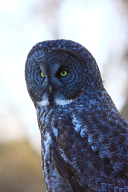 Kingsville Ontario, Awesome Owls, Nocturnal Birds, Grey Owl, Great Grey Owl, Blue Owl, Hoot Owl, Owl Pictures, Gray Owl