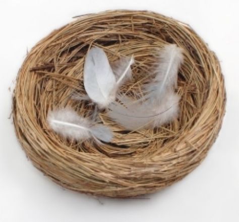 The Psychology Behind Empty Nest Syndrome Green Wedding Hair, Empty Nest Syndrome, Birds Nests, Parent Tips, Empty Nesters, Coffee Talk, Retro Hats, Empty Nest, Robin Bird