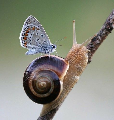 Snail Image, Pet Snails, Mushroom Pictures, Insect Photography, Beautiful Bugs, Incredible Creatures, Creepy Crawlies, Little Critter, Bugs And Insects