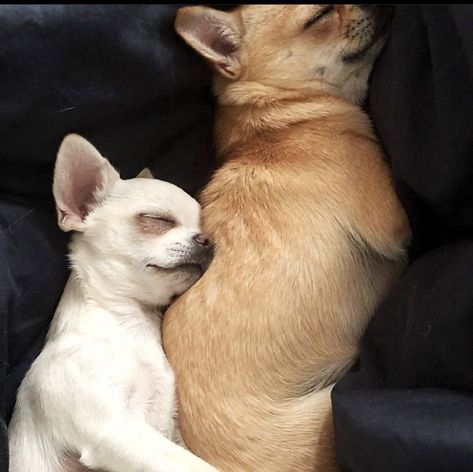 Chihuahua Pictures, Types Of Chihuahua, Chihuahua Breeders, Chihuahua Breeds, Puppies Cute, Tag Friends, Puppies And Kitties, Cute Chihuahua, Chihuahua Love