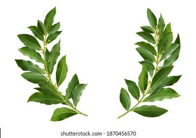 Laurel Wreath Made Fresh Bay Leaf Stock Photo 1870456570 | Shutterstock Leaves Aesthetic, Laurel Branch, Bay Laurel, Laurel Leaves, Bay Leaf, Bay Leaves, Leaf Wreath, Laurel Wreath, Nature Tattoos