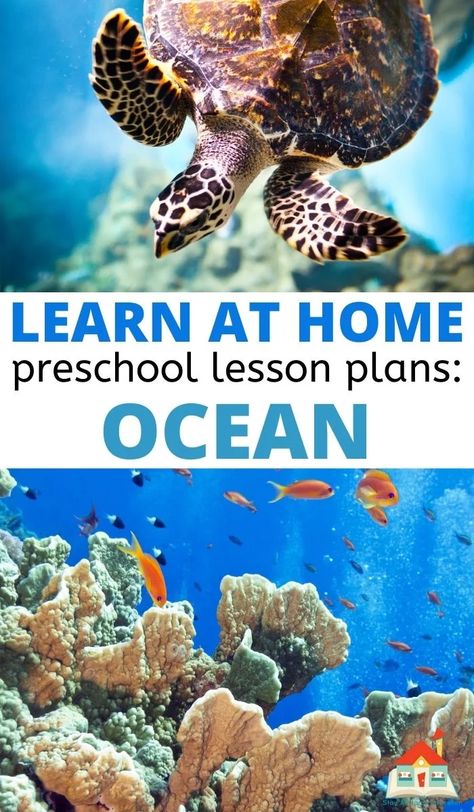 This engaging ocean preschool theme is full of ways to bring the ocean to your preschoolers, and all in tidy printable ocean-themed lesson plans. Here you'll find 15+ ideas for an ocean preschool theme, including book lists, art and sensory play, literacy activities, and some math and science fun. Ocean Activity For Preschool, Ocean Lesson Plans For Preschool, Preschool Ocean Activities, Ocean Preschool Theme, Ocean Preschool Activities, Ocean Lessons, Ocean Activities Preschool, Ocean Preschool, Ocean Lesson Plans