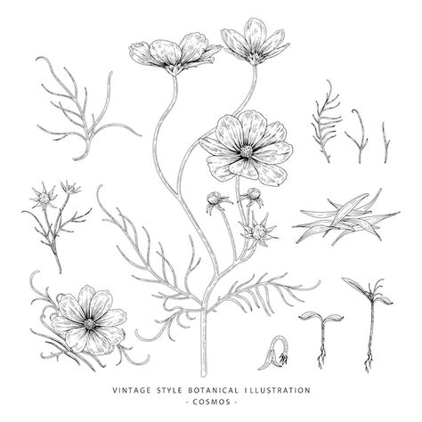 Discover thousands of Premium vectors availables in AI and EPS formats. Download whatever, cancel whenever. Wildflower Drawing, Botanical Elements, Decorative Set, Cosmos Flowers, Flower Stock, Leaf Drawing, Vintage Drawing, Real Tattoo, Drawing Images