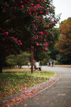 Blur Photo Background Full Hd, Natural Background For Editing, Tree Background For Editing, Natural Edit, Full Screen Background, New Background, Photoshop Backgrounds Backdrops, Photoshop Digital Background, Lightroom Presets For Portraits