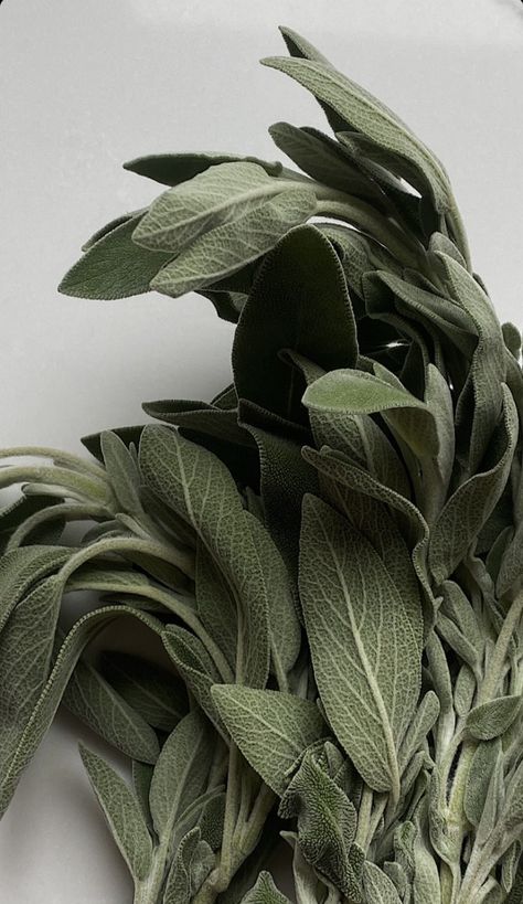 Sage Leaves Aesthetic, Wood Sage And Sea Salt Aesthetic, Mint Leaves Aesthetic, Naturopath Aesthetic, Muted Green Aesthetic, Sage Archetype Aesthetic, Sage Green Candle, Holistic Aesthetic, Olive Green Aesthetic