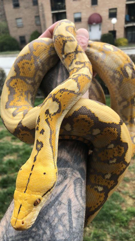 Python Pet Snake, Types Of Reptiles, White Lipped Python, Streamlit Python, Albino Reticulated Python, Reticulated Python Morph, Reticulated Python, Cool Snakes, Types Of Snake