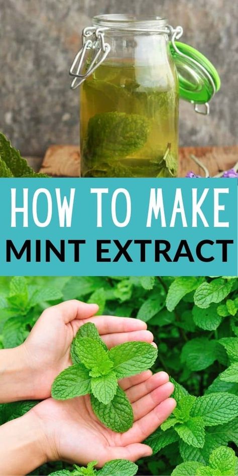 Peppermint Extract Recipes, Homemade Mint Extract, Mint Recipes Fresh, Homemade Extracts, Diy Extracts, Mint Extract, Mint Oil, Mint Recipes, Mint Plants