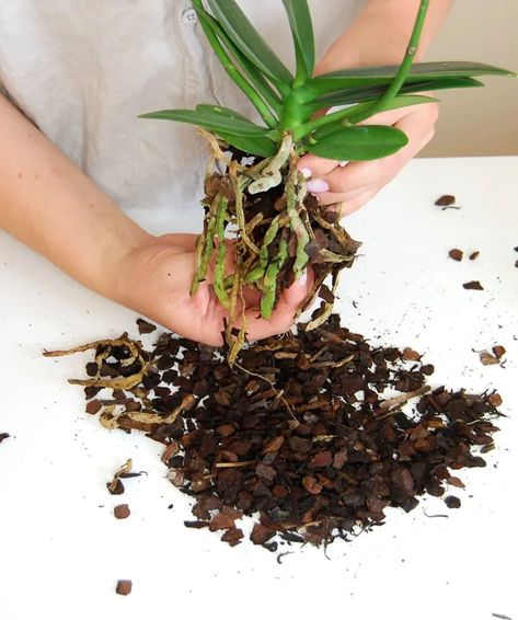 How to Repot an Orchid For Healthier Growth Repot Orchids How To, How To Repot An Orchid, Repotting Orchids How To, Replanting Orchids, How To Revive An Orchid, Orchid Potting Mix, Repotting Orchids, Orchid Fertilizer, Orchid Plant Care