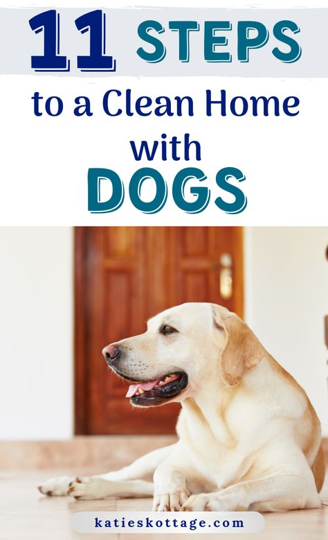 Clean House With Dogs, Window Cleaner Recipes, Dog Mess, Arm And Hammer Super Washing Soda, Spring Cleaning Challenge, Urine Smells, Clean Your Washing Machine, Dog Smells, Dog Cleaning