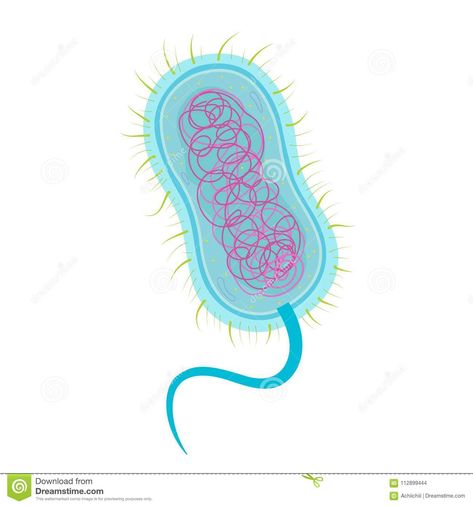 Bacterial Cell Structure, Bacteria Cell, Bacterial Cell, Learn Illustration, Cell Structure, Biology, Stock Illustration, Disease, To Learn