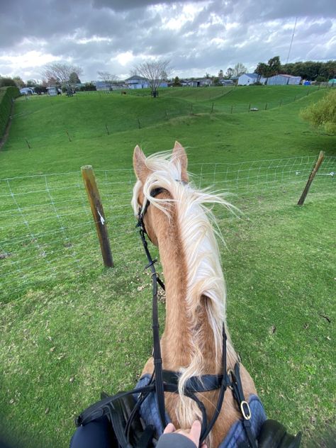 Hores Riding Girl, Dapple Palomino Horse, Palomino Horse Jumping, Horse Riding Pov, Palomino Horse Aesthetic, English Horse Riding Aesthetic, English Riding Aesthetic, Showjumping Aesthetic, English Riding Breeches