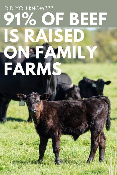 Cattle Quotes, Raising Cows, Remote Living, Farm Facts, Pasture Management, Farming Animals, Animal Breeding, Raising Pigs, Homestead Animals