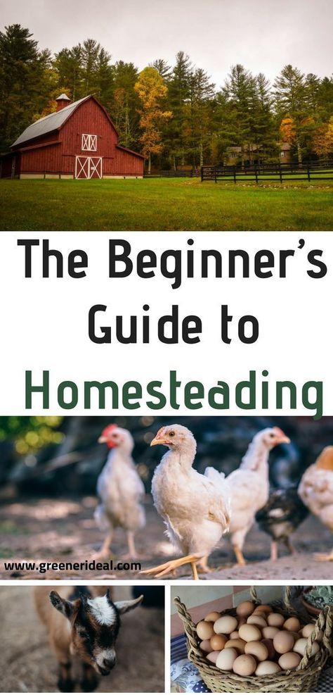 Homesteading For Beginners, Homesteading Diy, Homestead Farm, Eco Friendly Cleaning Products, Homestead Gardens, Vertical Farming, Homesteading Skills, Survival Gardening, Urban Homesteading