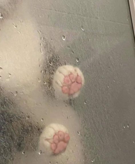 Cat Aesthetic, Funny Cute Cats, Cat Paws, Silly Cats, Pretty Cats, Cute Little Animals, 귀여운 동물, Baby Cats, The Window