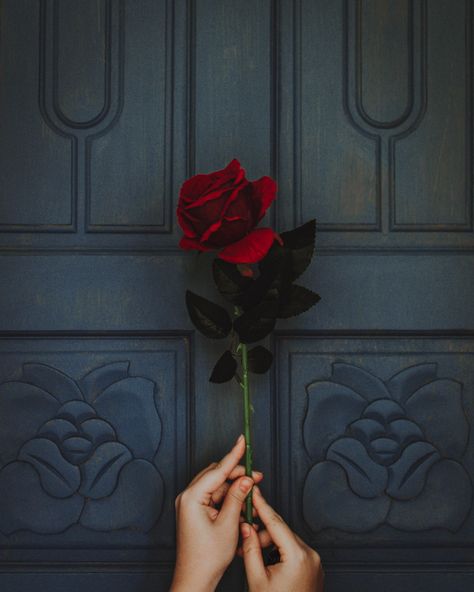 Why do I give my love to you? I give my love to you; because you’re deserving of the pure simplicity and the warm adoring light that my… My Love Photo, Rose In Hand, Rose Flower Photos, Rosen Box, Red Roses Wallpaper, Aesthetic Roses, Rose Images, Wallpaper Tumblr, Rose Pictures