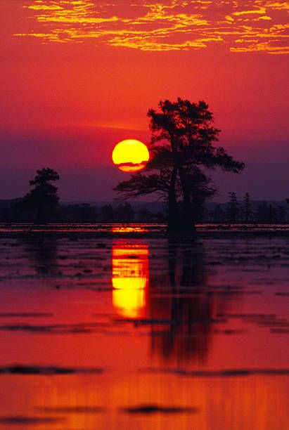 Swamp Trees, Swamp Photos, Louisiana Swamp Paintings, Florida Swamp Art, Swamp Sunset, Swamp Scenes Louisiana, Sunrise Images, Cypress Swamp, Louisiana Swamp