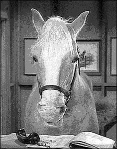 The movies had Francis The Talking Mule so it stands to reason TV would have a talking horse. Alan Young is Wilbur Post and Connie Hines is his wife Carol. Their next door neighbors are Roger Addis… Mr Ed, Mister Ed, 17 Feb, Palomino Horse, The Lone Ranger, Classic Television, Old Shows, Old Tv Shows, Vintage Tv