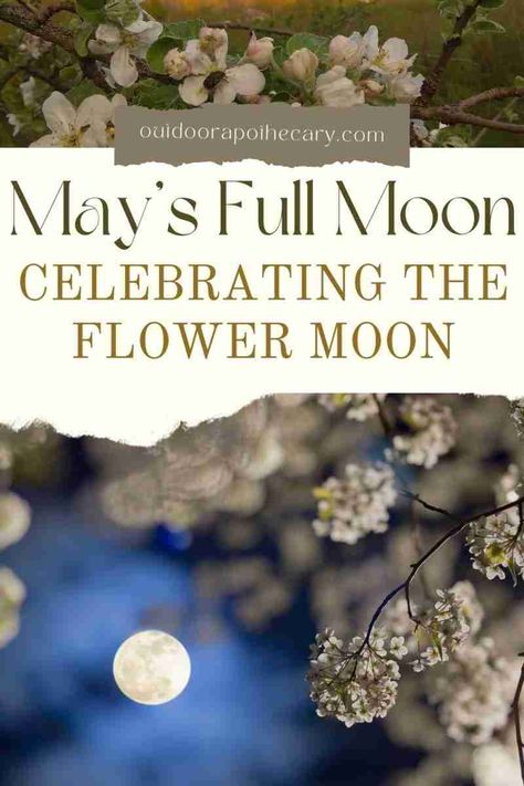 May Full Moon Ritual, Flower Moon Correspondences, May Full Moon 2024, Flower Moon Ritual 2024, Full Flower Moon Ritual, Flower Moon Tarot Spread, Flower Moon Ritual, May Aesthetic Month, Flower Moon Meaning