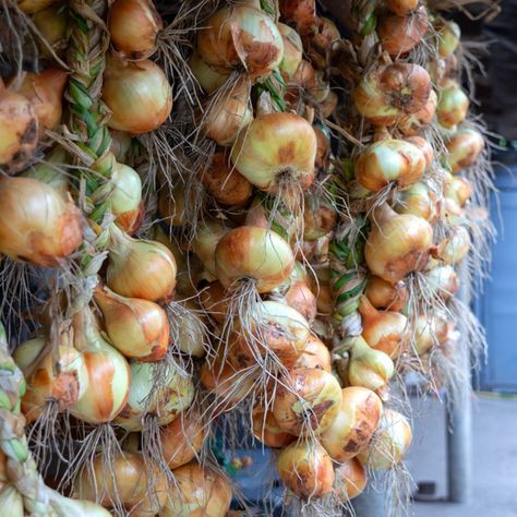 Hanging onion bulbs are tied in a bunch #Advertisement, , #ad, #SPONSORED, #onion, #bunch, #tied, #Hanging How To Harvest Onions, Drying Onions, Store Onions, Harvest Onions, Storing Onions, Onion Benefits Health, Employee Newsletter, Growing Onions, Onion Bulbs