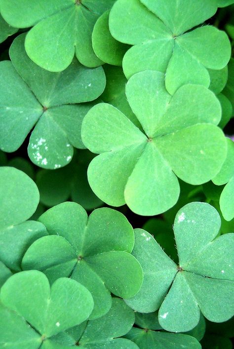 Host a LUCKY CHARM SHOW-AND-TELL for your residents to pass around their lucky charms 4 Leaf Clover Wallpaper, Four Leaf Clover Wallpaper, St Patrick Facts, Clover Lawn, Clover Wallpaper, Lawn Alternatives, Weeds In Lawn, Three Leaf Clover, 4 Leaf Clover