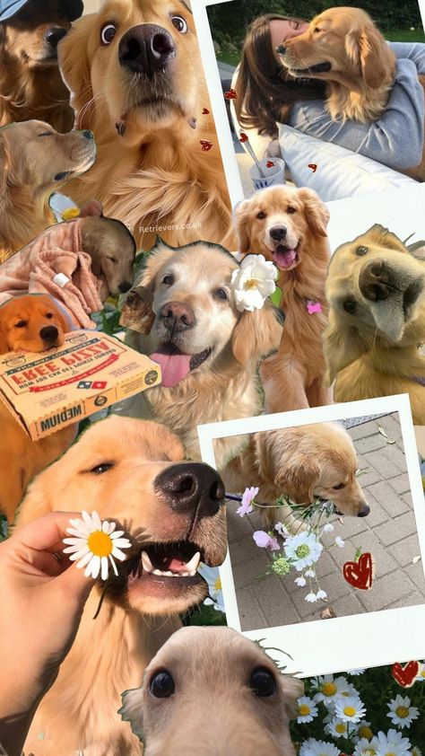 #goldenretriever Cute Dogs Wallpaper Iphone, Dog Captions For Insta, Background Hp, Puppy Wallpaper Iphone, Golden Retriever Wallpaper, Dog Wallpaper Iphone, Dog Lovers Art, Pet Portrait Paintings, Wallpaper Dog