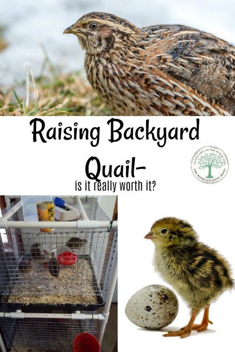 Quail Keeping, Backyard Quail, Quail Raising, Barnyard Chickens, Quail Pen, Chicken Enclosure, Button Quail, Quail Coop, Pastured Poultry