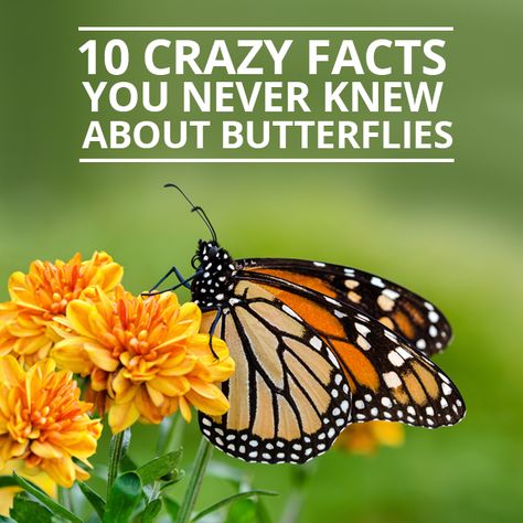 10 Crazy Facts You Never Knew About Butterflies #butterflies #funfacts Monarch Butterfly Facts, Butterfly Facts For Kids, Mini Camper Van, Raising Monarch Butterflies, Raising Butterflies, Butterfly Facts, Monarch Butterfly Garden, About Butterflies, Butterfly Garden Plants