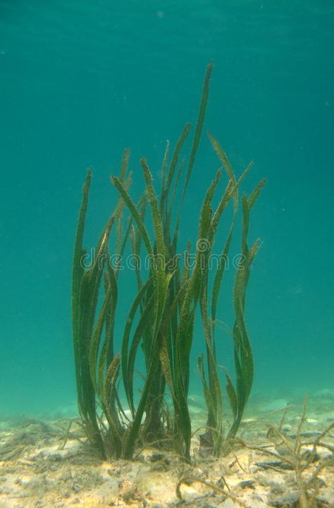 Sea grass. Colonies in underwater environment , #AD, #grass, #Sea, #Colonies, #environment, #underwater #ad Ocean Plants, Canvas Art Painting Acrylic, Underwater Plants, Creative Arts Therapy, Character Design Challenge, Underwater Painting, Whatsapp Wallpaper Cute, Acrylic Painting Ideas, Sea Plants