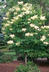 Ivory Japanese Tree Lilac | The City of ... Beautiful shape on this tree, gets to be about 15’ Japanese Lilac Tree, Lilac Trees, Japanese Lilac, Ivory Tower, Lilac Tree, Japanese Tree, Silk Tree, Ornamental Trees, Plant List