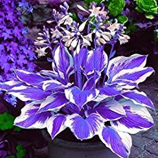 Hosta "Niagara Falls" review, information and description. Blue Hosta, Purple Flowering Plants, Plantain Lily, Shade Garden Plants, Hosta Gardens, Bonsai Seeds, Simple Garden, Planting Pots, Hosta Plants