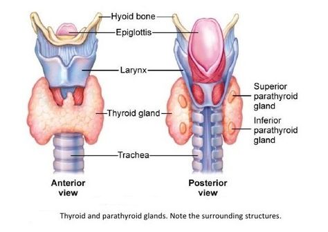 Thyroid gland, Diseases of thyroid gland & Function of Parathyroid glands | Science online Drawing Methods, Types Of Diseases, Pituitary Gland, About Science, Thyroid Gland, Skin Dryness, Muscle Spasms, Endocrine System, Science And Technology