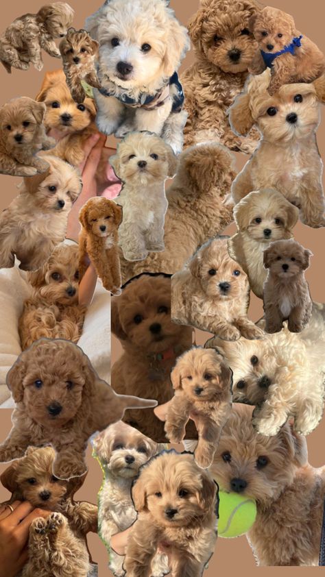 Toy Maltipoo, Mini Poodle Puppy, Maltipoo Dog, Very Cute Puppies, Really Cute Puppies, Mini Poodles, Cute Animals Puppies, Very Cute Dogs, Poodle Puppy