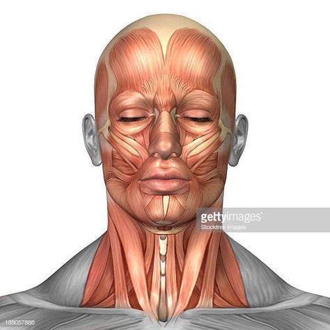 Face Muscles Anatomy, Facial Muscles Anatomy, Neck Muscle Anatomy, Anatomy Of Human, Head Muscles, Human Mouth, Human Muscle Anatomy, Head Anatomy, Neck Muscles